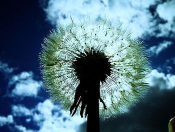 Low angle view of dandelion against sky