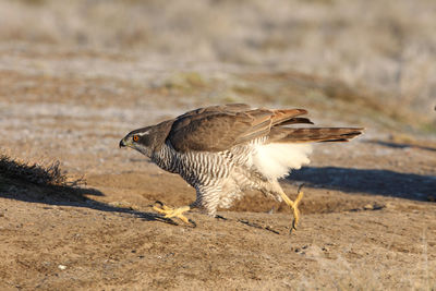 Close-up of a bird