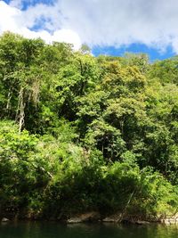 Scenic view of trees against sky