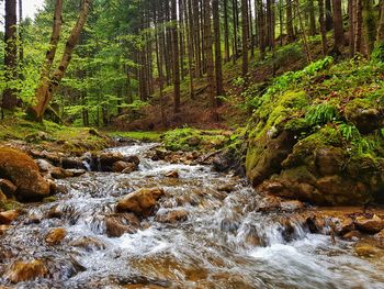 Stream flowing through rocks in forest