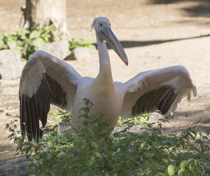 Close-up of a bird