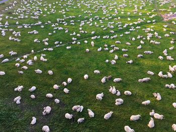 High angle view of sheep on field