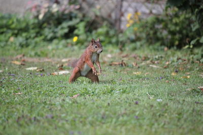 Red squirrel on grassy field