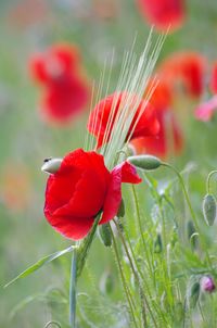 Close-up of red poppy flower on field