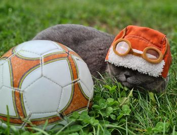 Cat as football player 