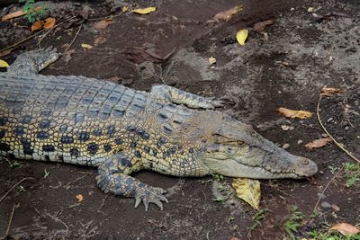 High angle view of crocodile