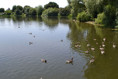 Ducks swimming in lake