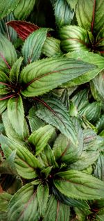 Full frame shot of fresh green leaves