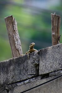 Close-up of lizard on wooden post