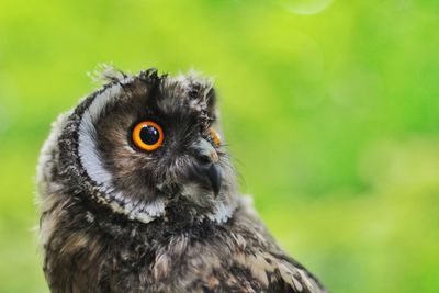 Close-up portrait of owl