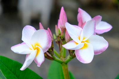 Close-up of pink frangipani flowers