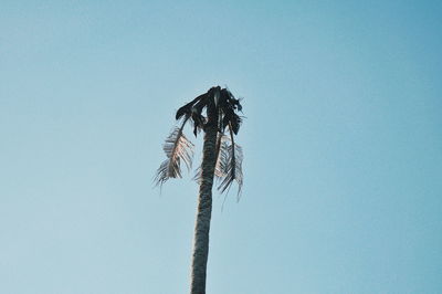 Low angle view of wilted plant against clear sky