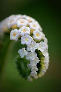 Close-up of white flowers