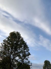 Low angle view of tree against sky