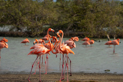 Flock of birds in a lake