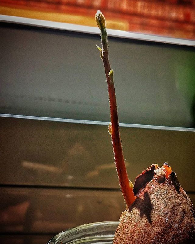 one animal, animal themes, indoors, close-up, animals in the wild, window, wildlife, focus on foreground, no people, home interior, glass - material, day, sunlight, part of, rope, reptile, wood - material, insect, water, side view