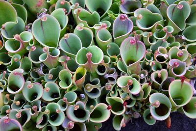 Full frame shot of carnivourus plant