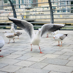 Seagulls on a footpath