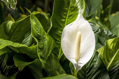 Close-up of white flowering plant leaves