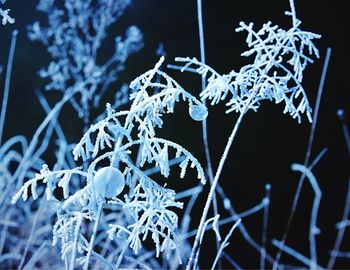 Close-up of snowflakes on plant during winter