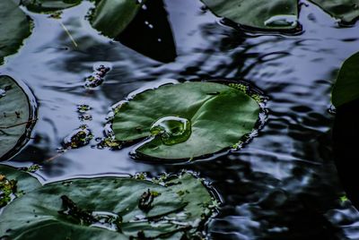 High angle view of lotus water lily in lake