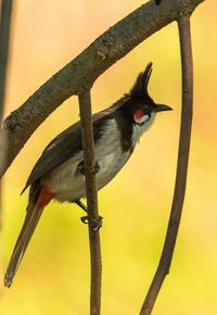 Close-up of bird perching on a tree