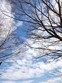 Low angle view of bare tree against sky