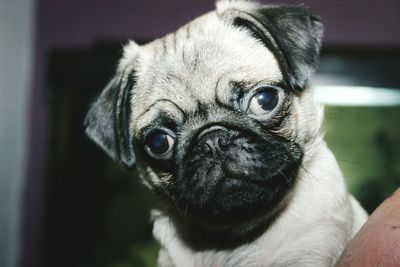 Close-up portrait of pug