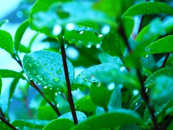 Close-up of water drops on leaf