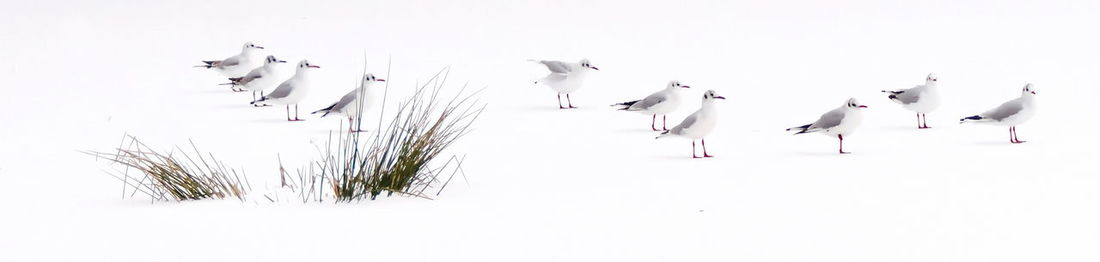 Flock of birds flying against sky