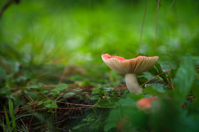 Close-up of mushroom growing on field