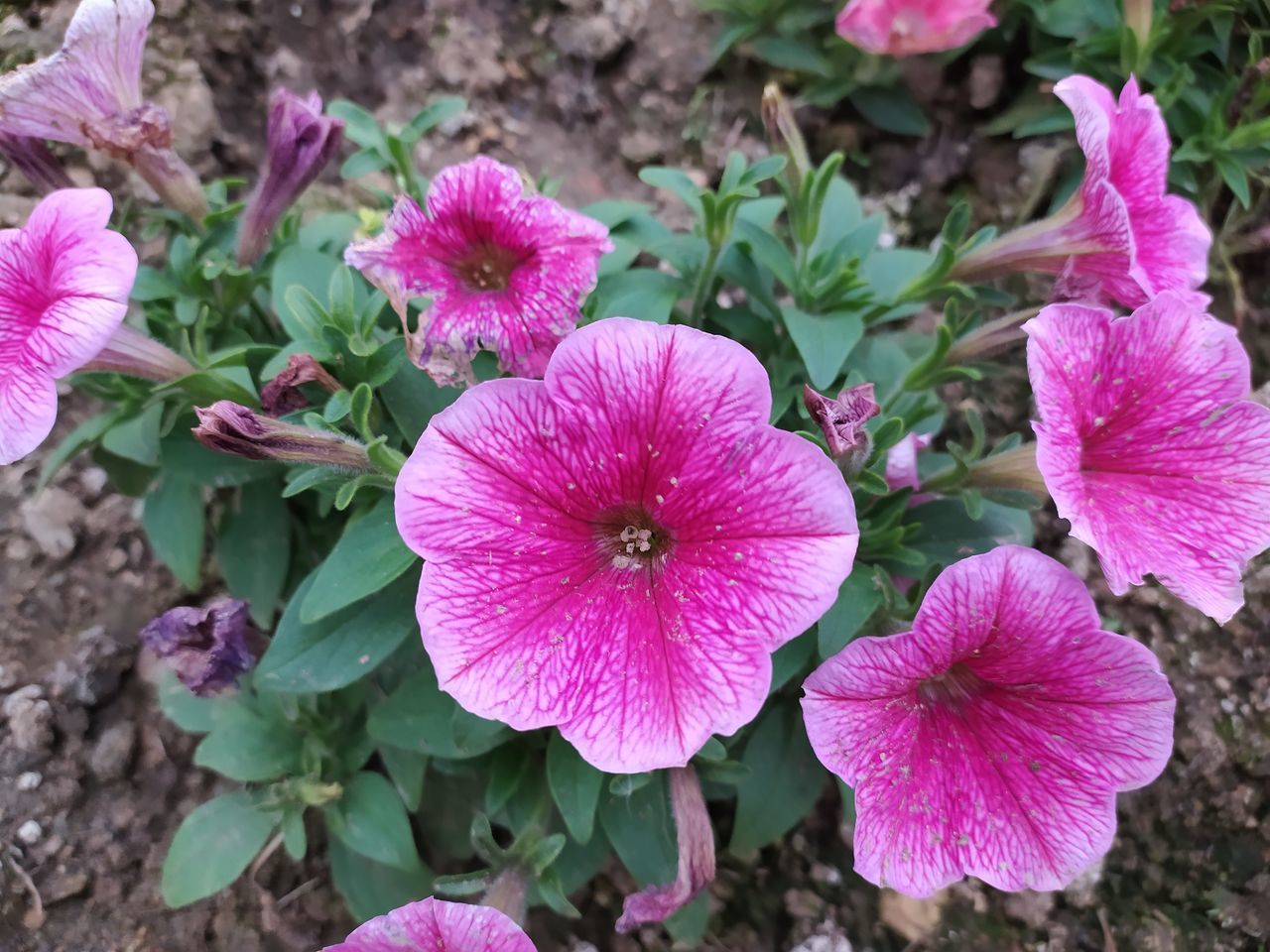 CLOSE-UP OF PINK AND PURPLE FLOWERING PLANTS