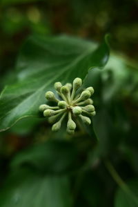 Close-up of flowering plant