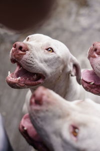 Close-up of dog sticking out tongue