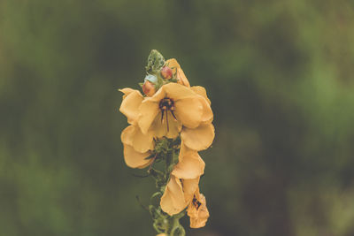 Close-up of yellow rose flower bud