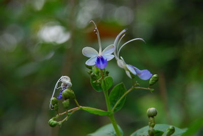 Close-up of purple flowers blooming outdoors