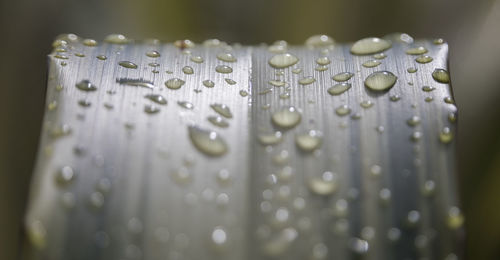 Close-up of water drops on leaf