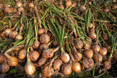 Heaps of fresh harvested onions at a farmers market stall