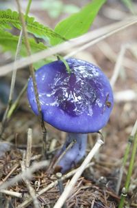 Close-up of purple crocus