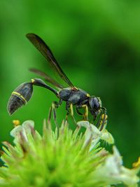 Close-up of insect on flower