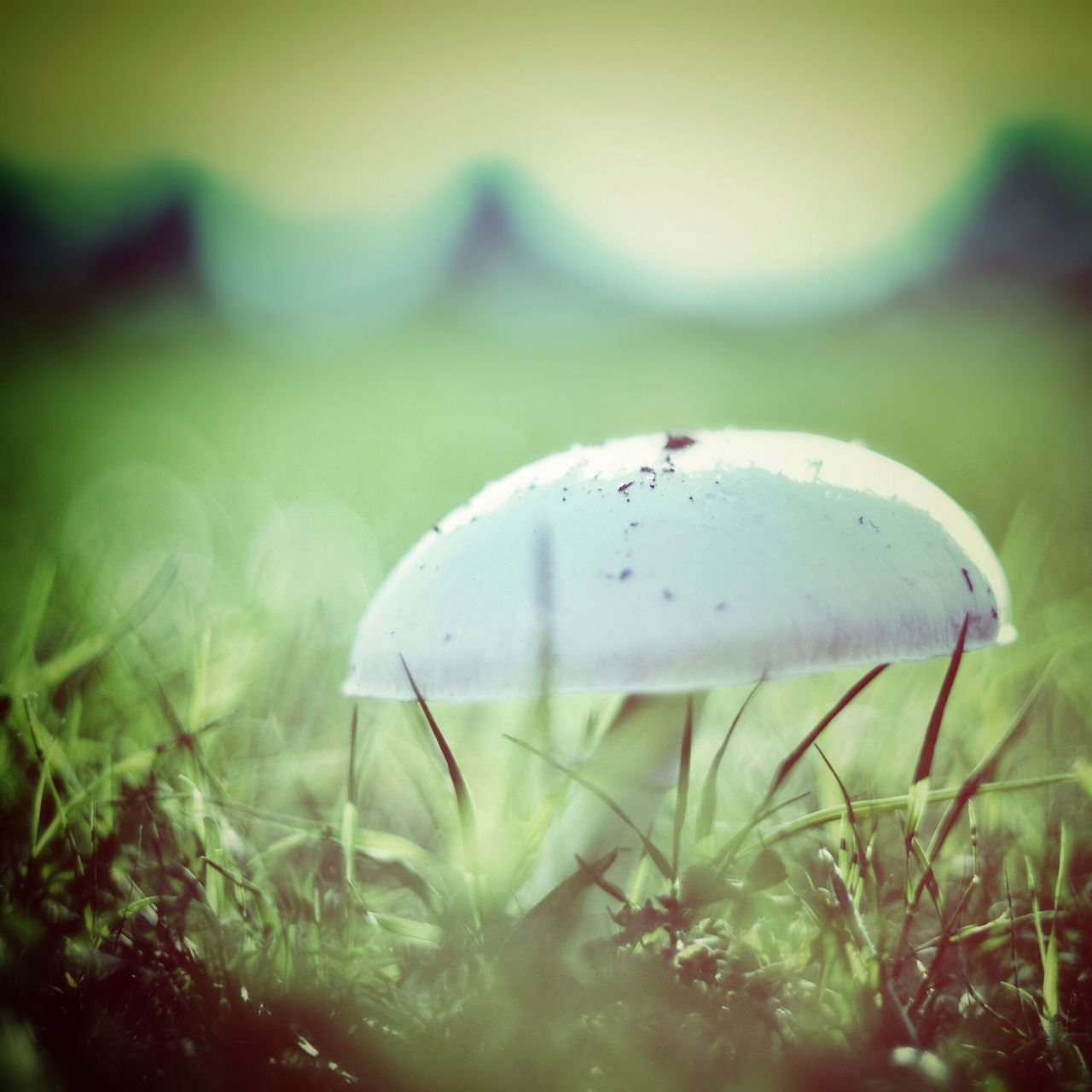 close-up, growth, plant, water, grass, focus on foreground, green color, drop, nature, wet, selective focus, beauty in nature, field, fragility, freshness, day, tranquility, outdoors, leaf, growing