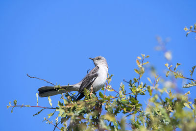 Low angle view of bird perching on branch against blue sky