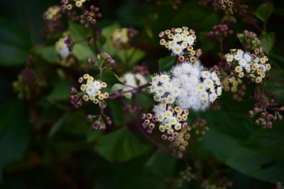 Close-up of white flowering plant