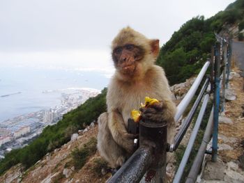 Monkey sitting on rock against sky