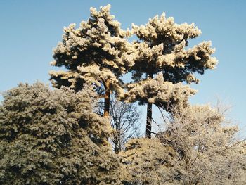 Low angle view of flowering tree