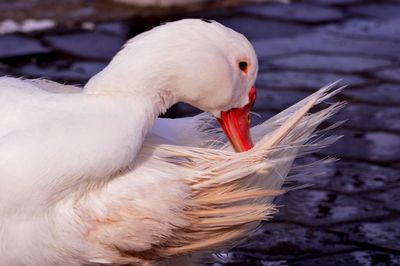 Close-up of duck swimming in lake