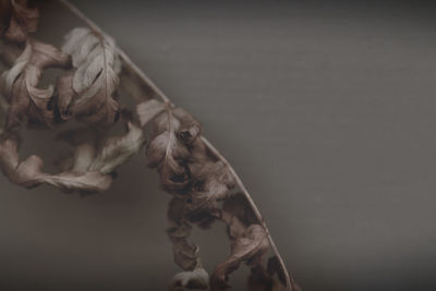 Close-up of wilted plant against gray background