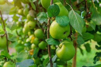 Close-up of fruits growing on tree