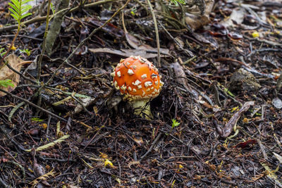 High angle view of mushroom on field