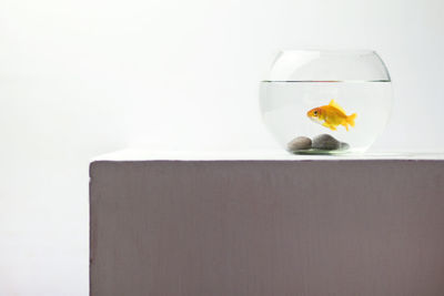 View of fish on glass